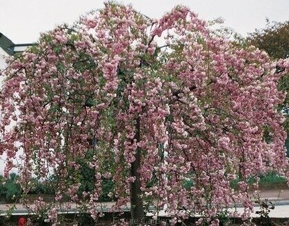 Okrasná Třešeň japonská Kiku Shidare / sakura / 150/170 cm, v květináči Prunus serrulata Kiku Shidare Sakura